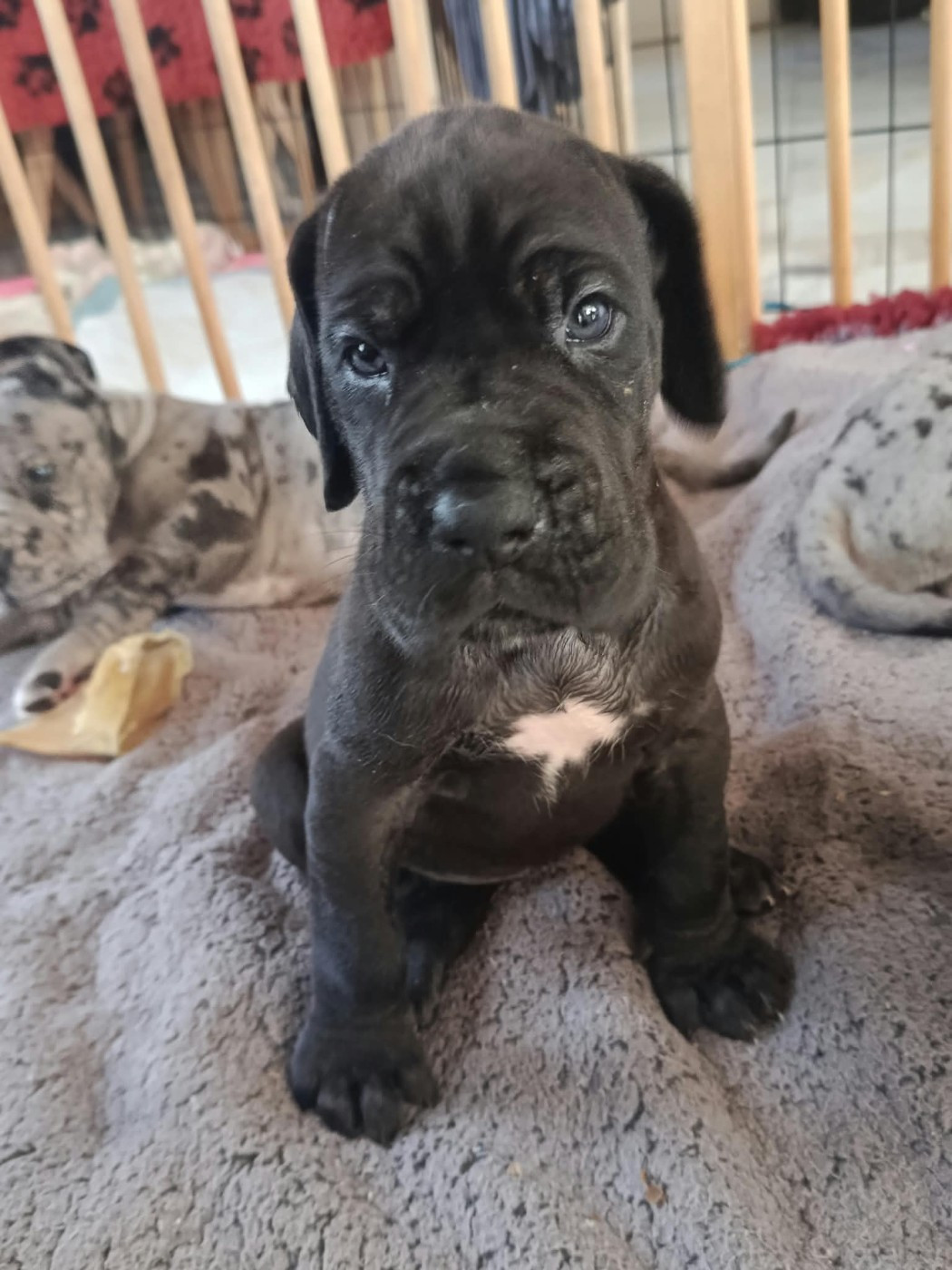 Dernière petite fille disponible