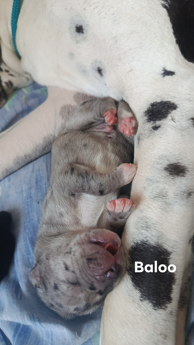 Des Légendes De La Lignée D'Or - Chiots disponibles - Dogue allemand