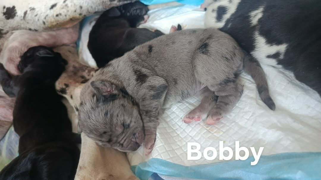 Des Légendes De La Lignée D'Or - Chiots disponibles - Dogue allemand