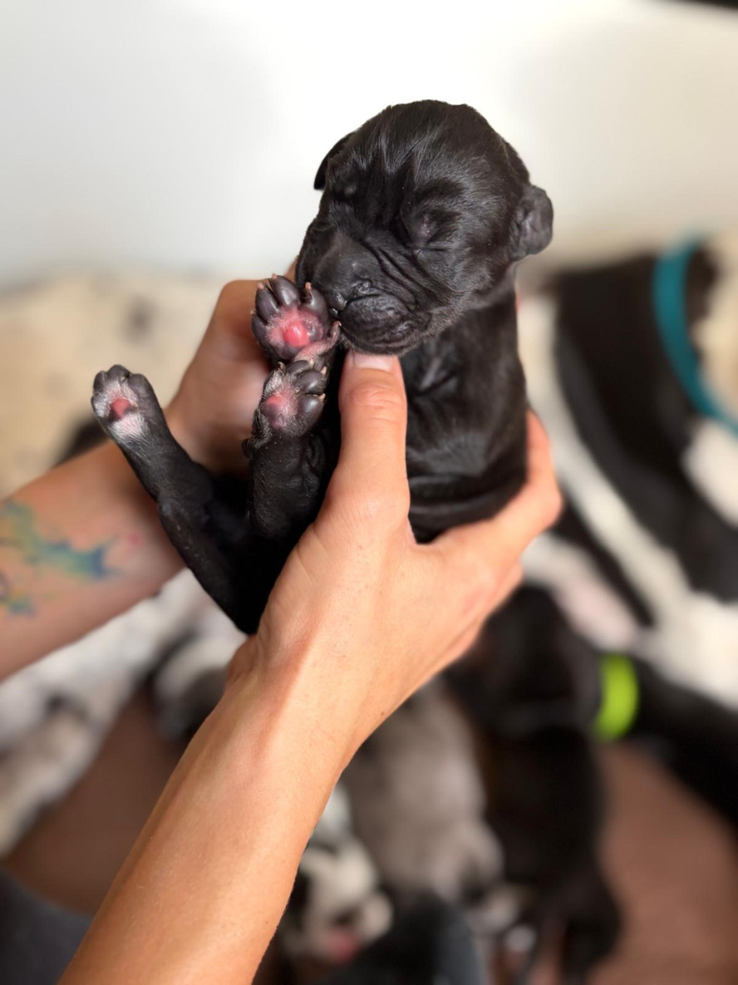 Des Légendes De La Lignée D'Or - Chiots disponibles - Dogue allemand