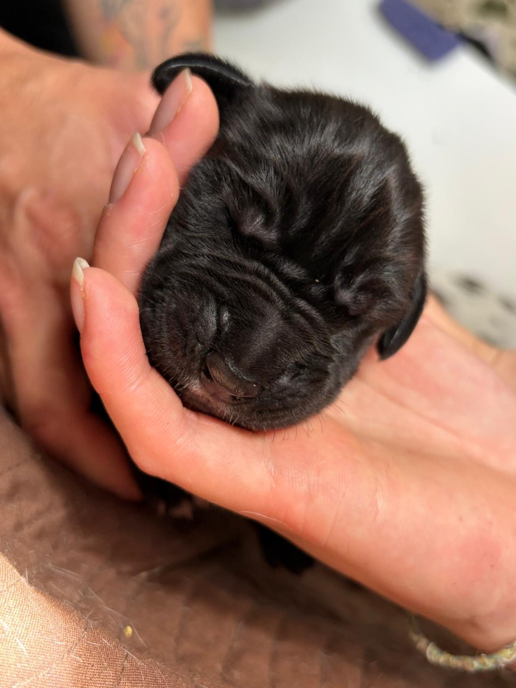 Des Légendes De La Lignée D'Or - Chiots disponibles - Dogue allemand