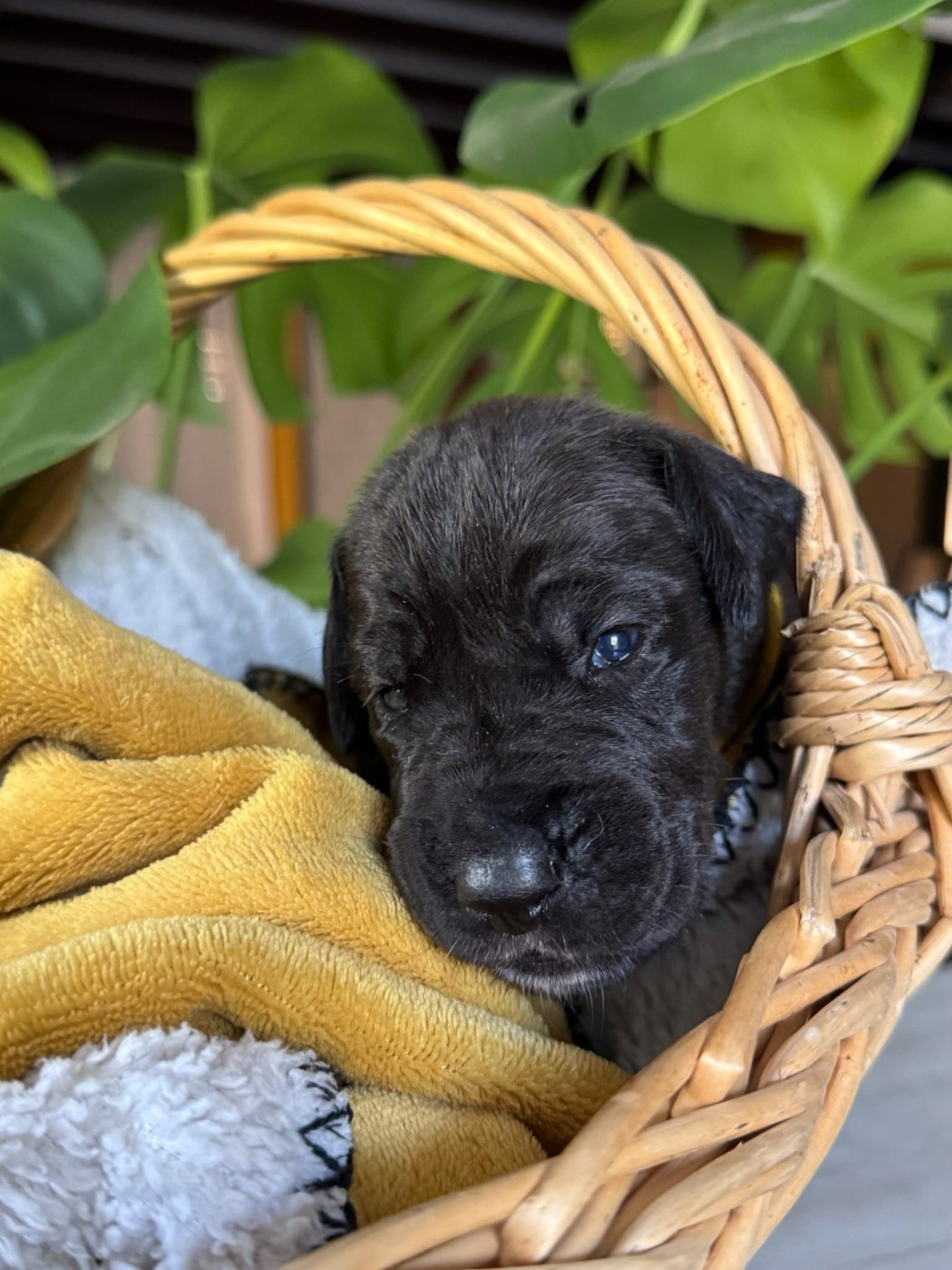 Des Légendes De La Lignée D'Or - Chiots disponibles - Dogue allemand